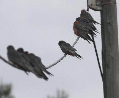 Red-footed Falcon (Falco vespertinus)