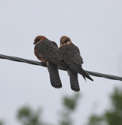 Red-footed Falcon (Falco vespertinus)