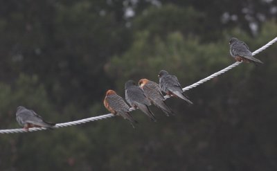 Red-footed Falcon (Falco vespertinus)