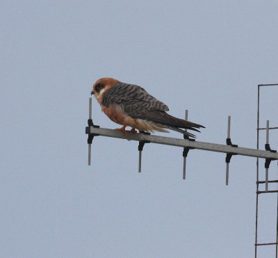 Red-footed Falcon (Falco vespertinus)
