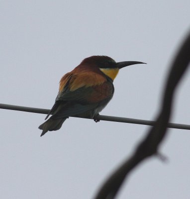 Bee-eater (Merops apiaster)