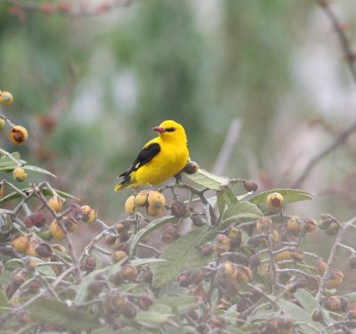 Golden Oriole (Oriolus oriolus)