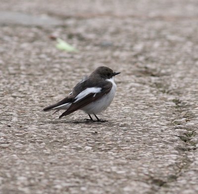 Pied Flycatcher (Ficedula hypoleuca)