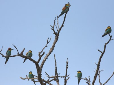 Bee-eater (Merops apiaster)