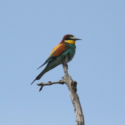 Bee-eater (Merops apiaster)