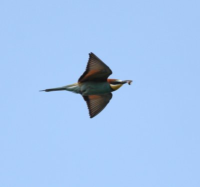 Bee-eater (Merops apiaster)