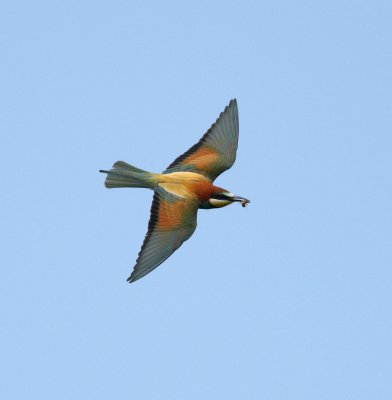 Bee-eater (Merops apiaster)