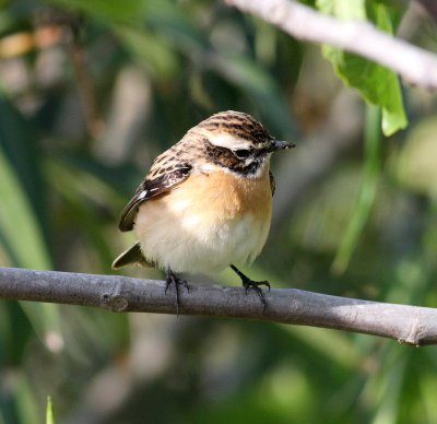 whinchat