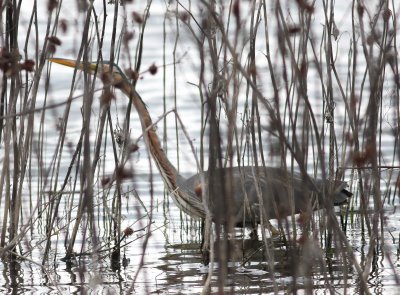 Purple Heron  (Ardea purpurea)