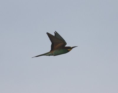 Bee-eater (Merops apiaster)