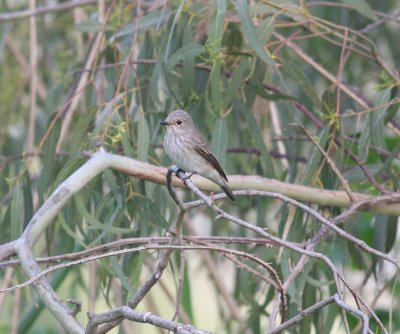 Spotted Flycatcher (Muscicapa striata)