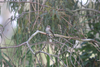 Spotted Flycatcher (Muscicapa striata)