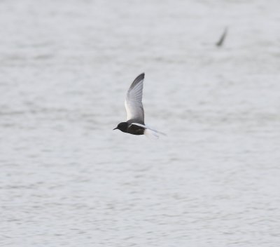 White-winged Black Tern (Chlidonias leucopterus)