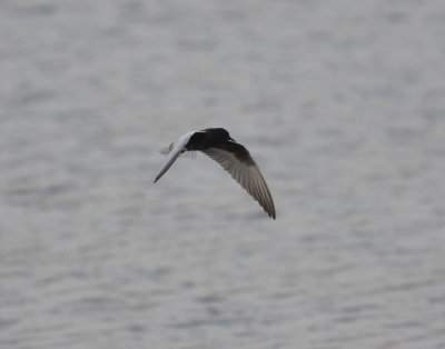 White-winged Black Tern  (Chlidonias leucopterus)