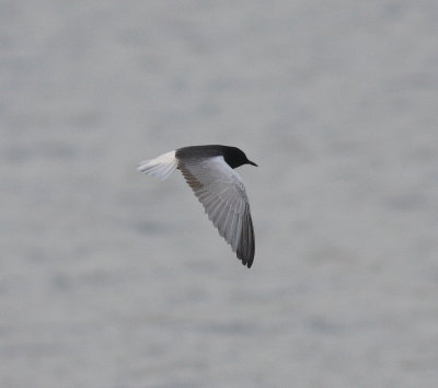 White-winged Black Tern  (Chlidonias leucopterus)