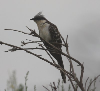 great_spotted_cuckoo
