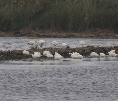 Little Egret (Egretta garzetta)