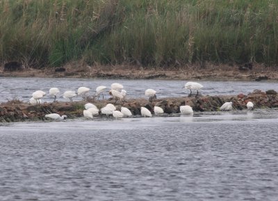 Little Egret  (Egretta garzetta)