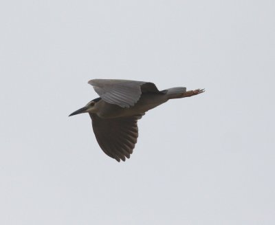 Night Heron (Nycticorax nyticorax)