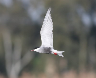 Whiskered Tern (Chlidonias hybrida)