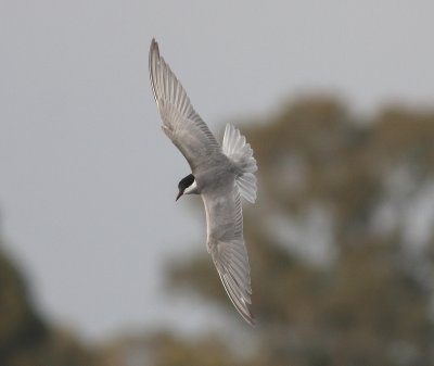 Whiskered Tern (Chlidonias hybrida)