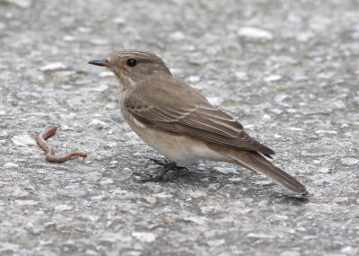 Spotted Flycatcher (Muscicapa striata)