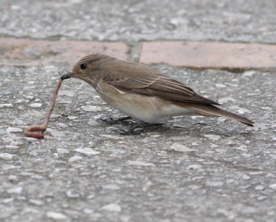 Spotted Flycatcher  (Muscicapa striata)