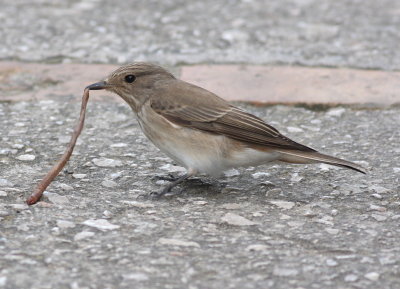 Spotted Flycatcher  (Muscicapa striata)