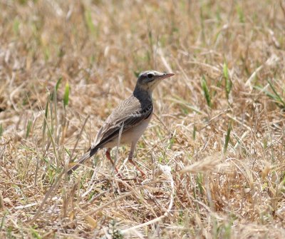 Tawny Pipit (Anthus campestris)