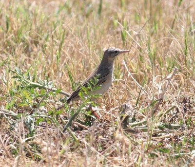 Tawny Pipit  (Anthus campestris)