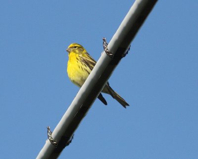 Serin (Serinus serinus)