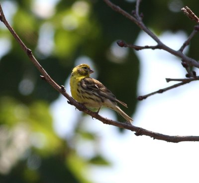 Serin  (Serinus serinus)