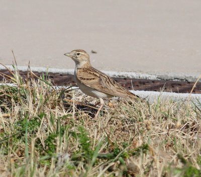 Short-toed Lark (Calandrella brachydactyla)