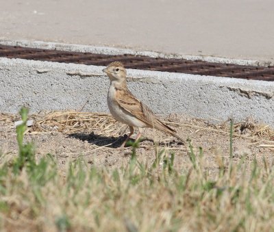 Short-toed Lark (Calandrella brachydactyla)
