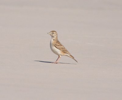Short-toed Lark  (Calandrella brachydactyla)