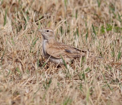 Short-toed Lark  (Calandrella brachydactyla)