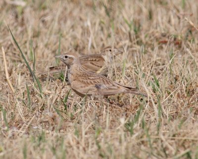Short-toed Lark (Calandrella brachydactyla)