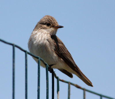Spotted Flycatcher (Muscicapa striata)