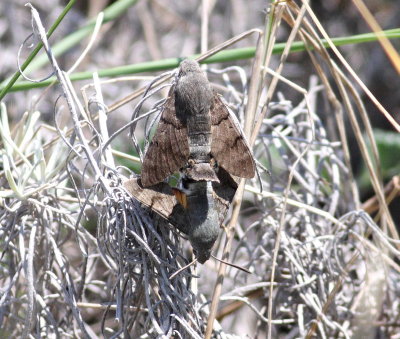 Hummingbird Hawkmoth (Macroglossum stellatarum)