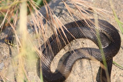 Western Whip snake (Coluber viridiflavus)