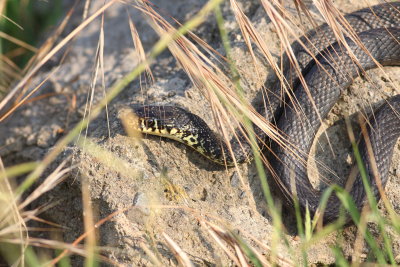 Western Whip snake  (Coluber viridiflavus)