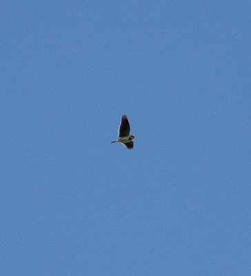 Calandra Lark (Melancorypha calandra)
