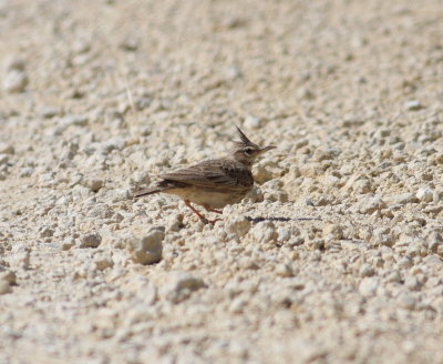 crested_lark