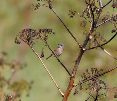 spectacled_warbler