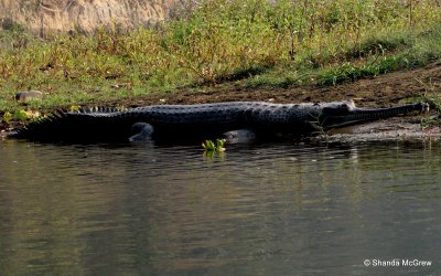 Gharial crocodile