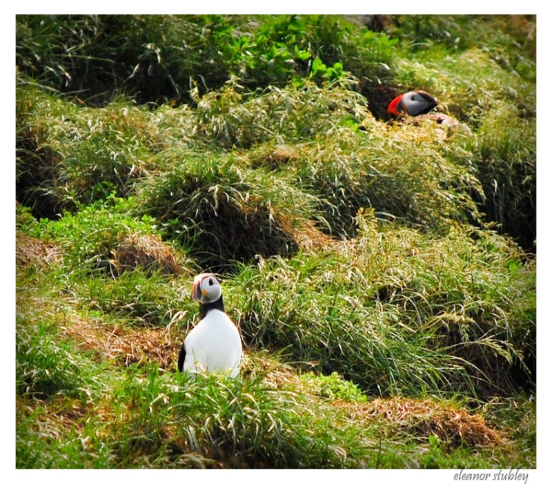 Puffin Island, Newfoundland