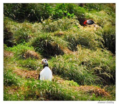 Puffin Island, Newfoundland