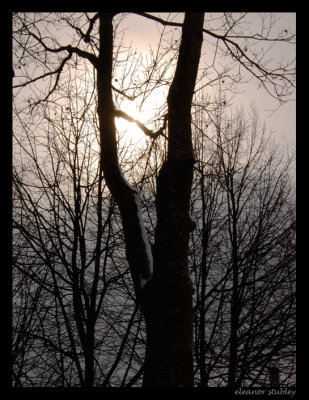 Looking for the Sun on a Gray Day, Westmount Park
