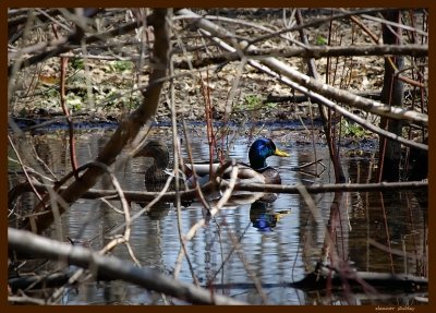 First Ducks of the Season, Mount Royal