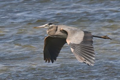 Great Blue Heron-Texas